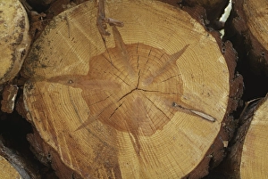 Cut by a coniferous tree. Structure of the wood