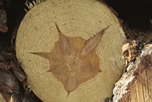 Cut by a coniferous tree. Structure of the wood