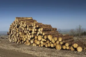 Cut coniferous wood, newly felled and ready for collection