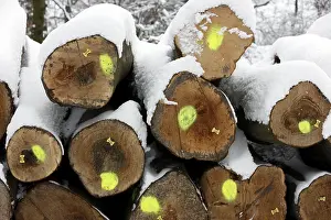 Cut-down trees, tree trunks in a forest