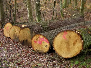 Cut logs in the forest Timber Oak log yard