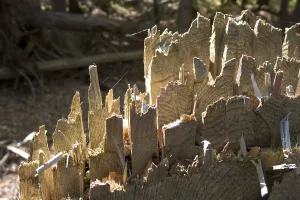 Cut spruce in National Park Bavarian Forest Germany