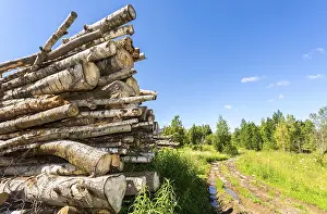Cut tree logs piled up near a forest road in sunny summer day