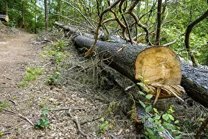 Cut tree trunk at the edge of a mountain path in the Thuringian Forest near the Wartburg near Eisenach