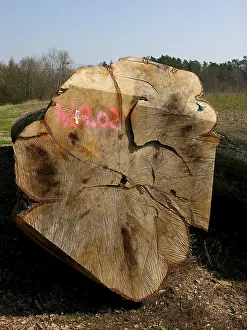 Cut tree trunks in the forest Wood