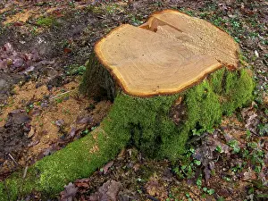 Cut tree trunks in the forest Wood