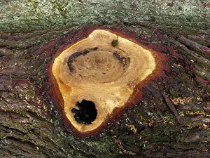 Cut tree trunks in the forest Wood