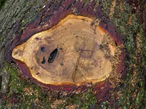 Cut tree trunks in the forest Wood