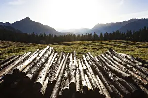 Category Mountain Landscapes Prints: Cut tree trunks on the Postalm