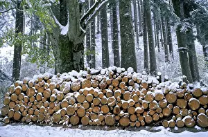 Cut tree trunks in winter, piles of wood on the forest road