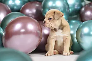 Cute 6 weeks old healthy cream colored French Bulldog dog puppy with colorful balloons in background