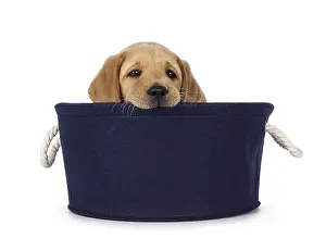 Cute 7 weeks old Labrador dog puppy