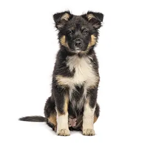 Cute australian shepherd puppy sitting and posing for the camera