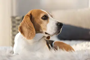 Cute beagle dog lying on a garden sofa in backyard