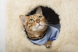 A cute bengal cat in clothes is resting in a cat house