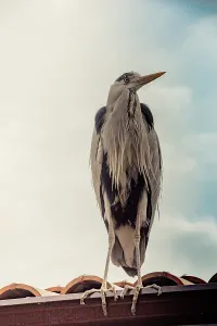 Cute bird as an image of Wildlife and nature