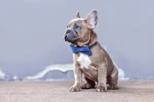 Cute blue red fawn French Bulldog dog puppy with blue bow tie in front of gray wall