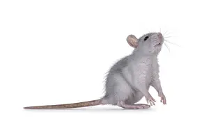 Cute blue young rat, standing side ways on hind paws