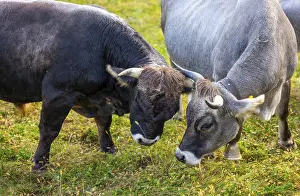 Cute Bull and Cow on the Green Field in Switzerland
