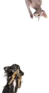 Cute cat and dog looking the center of a vertical web banner with empty blank place for text