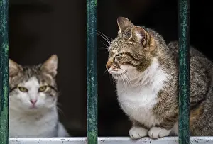 Cute cats sitting on window pane in the Kotor town
