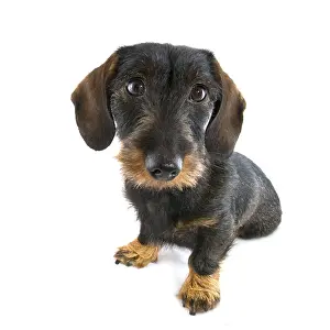 Cute dachshund isolated over white