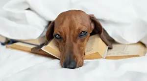 Cute dog laying books