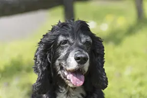 Cute Dog in a Sunny day
