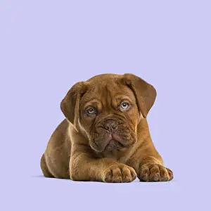 Cute dogue de bordeaux puppy lying down and looking forward on a purple background