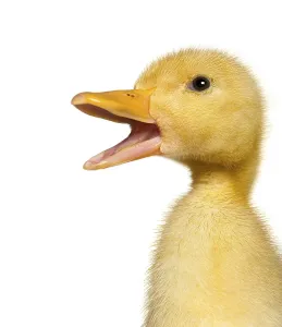 Cute domesticated duckling quacking loudly