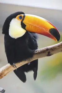 Cute exotic toucan with huge beak sitting on small stick