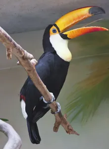 Cute exotic toucan with huge beak sitting on small stick