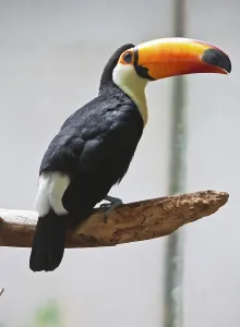 Cute exotic toucan with huge beak sitting on small stick