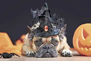 Cute French Bulldog dog with Halloween costume witch hat next to carved pumpkin lying down in front of black background
