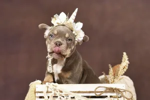 Cute French Bulldog dog puppy with boho style unicorn headband sticking tonge out
