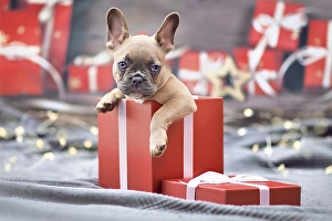 Cute French Bulldog dog puppy peeking out of red Christmas gift box with ribbon surrounded by seasonal decoration