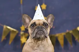 Cute French Bulldog dog wearing New Years Eve party celebration hat in front of blue background with golden garlands