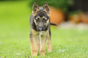 A cute German Shepherd Shorthair puppy runs on the green grass