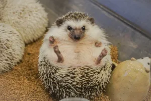 Cute image of hedgehog (Four-toed hedgehog)