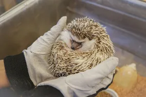 Cute image of hedgehog (Four-toed hedgehog)