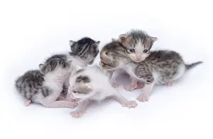 Framed Print : Cute kittens isolated on a white background