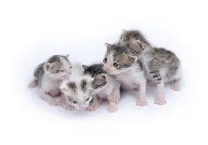 Framed Print : Cute kittens isolated on a white background Framed Print : Cute kittens isolated on a white background