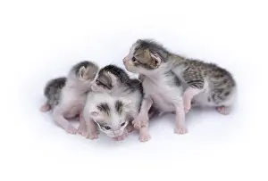 Framed Print : Cute kittens isolated on a white background