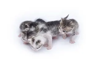 Framed Print : Cute kittens isolated on a white background Framed Print : Cute kittens isolated on a white background