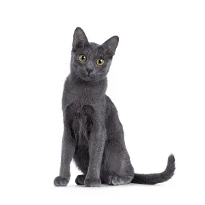 Cute Korat kitten, sitting up facing front