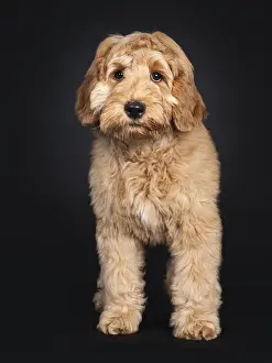 Cute Labradoodle pup, standing facing front