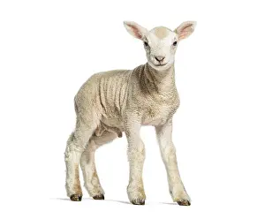 Cute lamb standing and looking at the camera