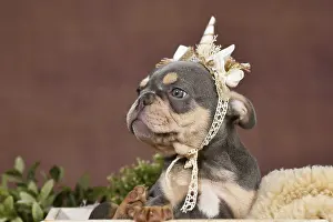 Cute Lilac tan French Bulldog dog puppy with boho style unicorn headband in box in front of brown background