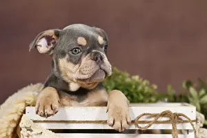 Cute Lilac tan French Bulldog dog puppy in front of brown background