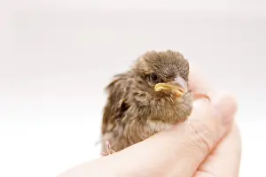 Cute little bird